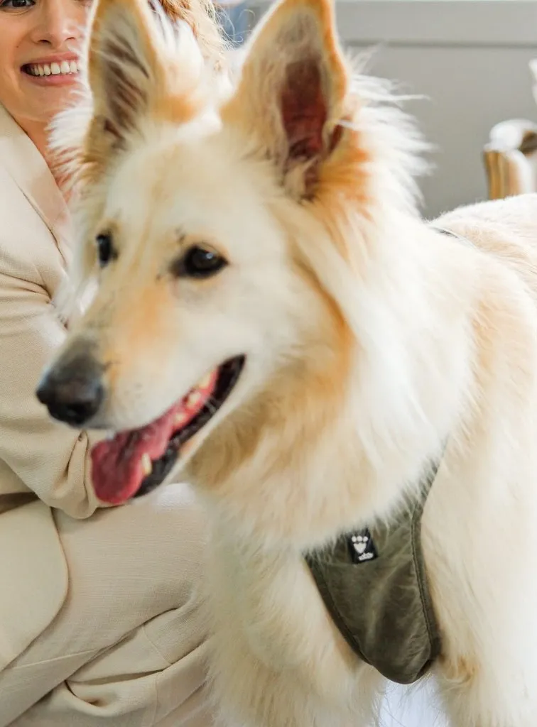 Shiloh, de witte kantoorhond van Flamend & Partners